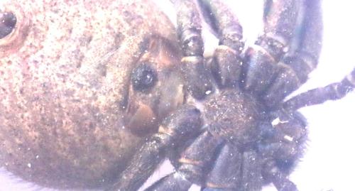 Réf. 346 182 : Xysticus sp.
